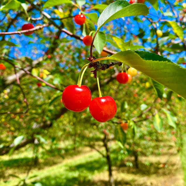 Cherry tree at Seaquist Orchards